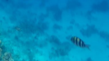 Kızıl denizdeki balık ve resiflerin sualtı atışları 