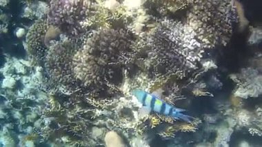 Kızıl denizdeki balık ve resiflerin sualtı atışları 