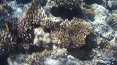 Kızıl denizdeki balık ve resiflerin sualtı atışları 