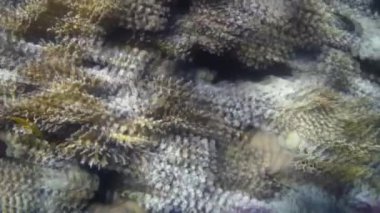 Kızıl denizdeki balık ve resiflerin sualtı atışları 