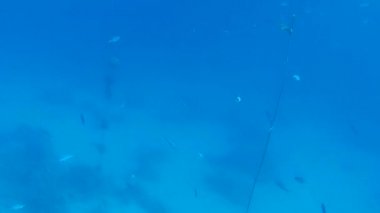 Kızıl denizdeki balık ve resiflerin sualtı atışları 