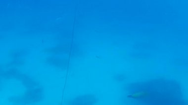 Kızıl denizdeki balık ve resiflerin sualtı atışları 