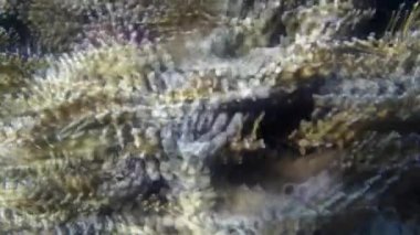 Kızıl denizdeki balık ve resiflerin sualtı atışları 