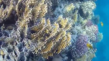 Kızıl denizdeki balık ve resiflerin sualtı atışları 