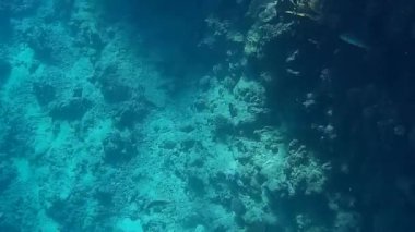Kızıl denizdeki balık ve resiflerin sualtı atışları 