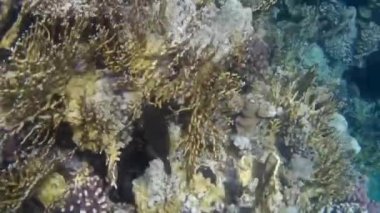 Kızıl denizdeki balık ve resiflerin sualtı atışları 