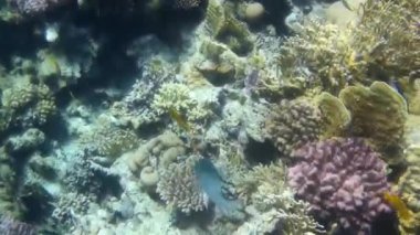 Kızıl denizdeki balık ve resiflerin sualtı atışları 