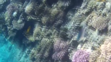 Kızıl denizdeki balık ve resiflerin sualtı atışları 