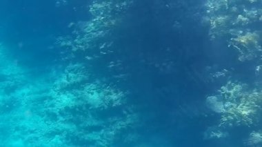 Kızıl denizdeki balık ve resiflerin sualtı atışları 