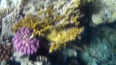 Kızıl denizdeki balık ve resiflerin sualtı atışları 