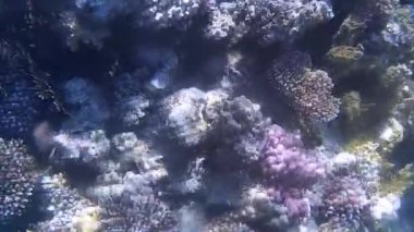 Kızıl denizdeki balık ve resiflerin sualtı atışları 