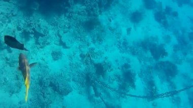 Kızıl denizdeki balık ve resiflerin sualtı atışları 