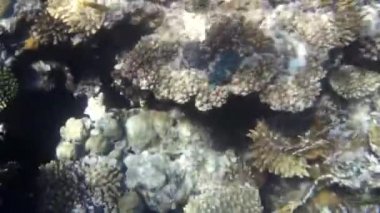 Kızıl denizdeki balık ve resiflerin sualtı atışları 