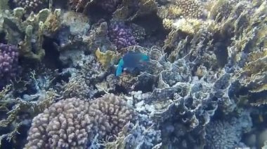 Kızıl denizdeki balık ve resiflerin sualtı atışları 