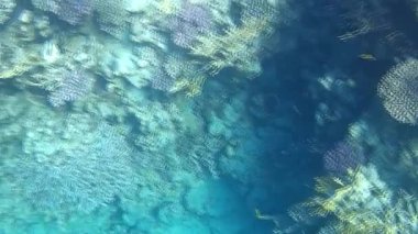 Kızıl denizdeki balık ve resiflerin sualtı atışları 