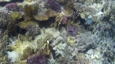 Kızıl denizdeki balık ve resiflerin sualtı atışları 