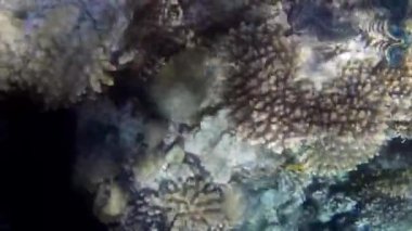 Kızıl denizdeki balık ve resiflerin sualtı atışları 