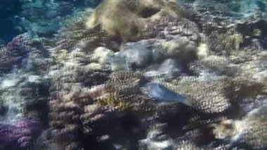 Kızıl denizdeki balık ve resiflerin sualtı atışları 