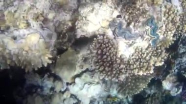 Kızıl denizdeki balık ve resiflerin sualtı atışları 