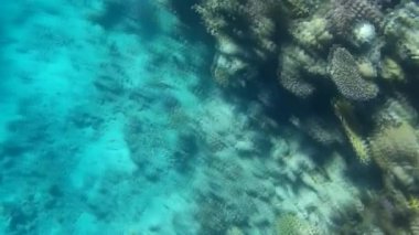 Kızıl denizdeki balık ve resiflerin sualtı atışları 
