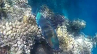Kızıl denizdeki balık ve resiflerin sualtı atışları 