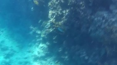 Kızıl denizdeki balık ve resiflerin sualtı atışları 