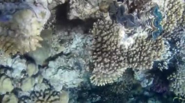 Kızıl denizdeki balık ve resiflerin sualtı atışları 