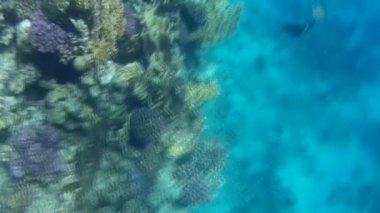 Kızıl denizdeki balık ve resiflerin sualtı atışları 