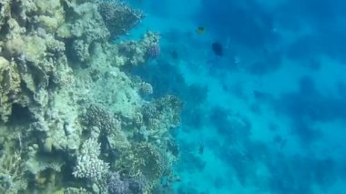 Kızıl denizdeki balık ve resiflerin sualtı atışları 