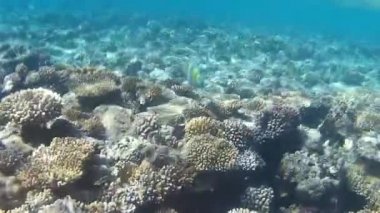 Kızıl denizdeki balık ve resiflerin sualtı atışları 