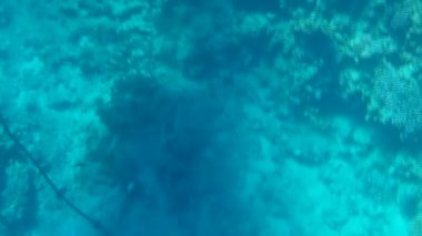 Kızıl denizdeki balık ve resiflerin sualtı atışları 