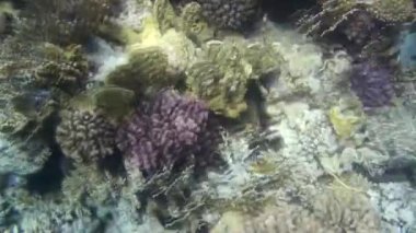 Kızıl denizdeki balık ve resiflerin sualtı atışları 