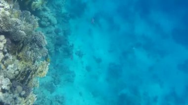 Kızıl denizdeki balık ve resiflerin sualtı atışları 