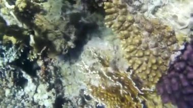 Kızıl denizdeki balık ve resiflerin sualtı atışları 