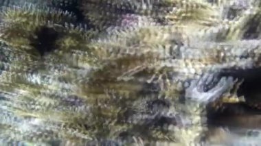 Kızıl denizdeki balık ve resiflerin sualtı atışları 