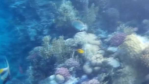 Unterwasseraufnahmen Von Fischen Und Riffen Roten Meer — Stockvideo