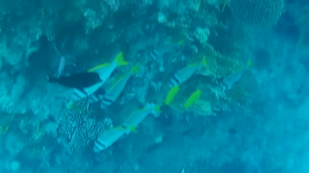 Underwater Shooting Fishes Reef Red Sea — Stock Video