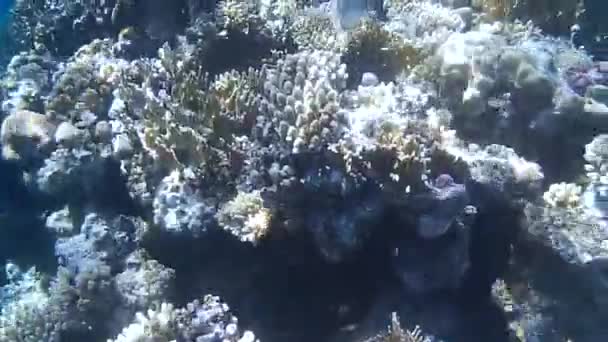 Fusillade sous-marine des poissons et récif en mer rouge  
