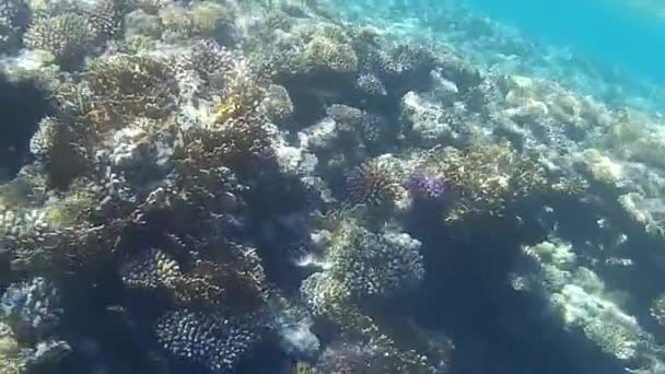 Tiro Subaquático Dos Peixes Recifes Mar Vermelho — Vídeo de Stock