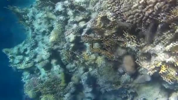 Sparatoria Subacquea Dei Pesci Barriera Corallina Mare Rosso — Video Stock