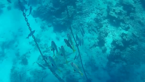 Fusillade Sous Marine Des Poissons Récif Mer Rouge — Video