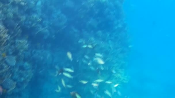 Tiro Subaquático Dos Peixes Recifes Mar Vermelho — Vídeo de Stock