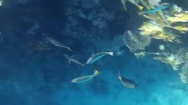 Sparatoria Subacquea Dei Pesci Barriera Corallina Mare Rosso — Video Stock