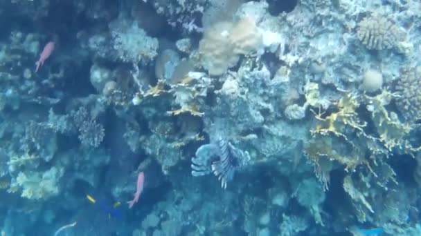 Sparatoria Subacquea Dei Pesci Barriera Corallina Mare Rosso — Video Stock