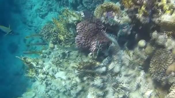 Tiro Subaquático Dos Peixes Recifes Mar Vermelho — Vídeo de Stock