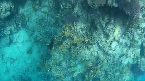 Underwater Shooting Fishes Reef Red Sea — Stock Video