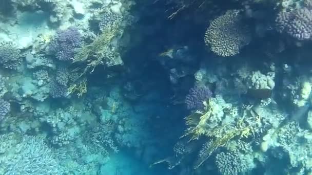 Disparo Submarino Los Peces Arrecifes Mar Rojo — Vídeo de stock