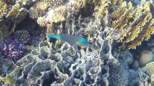 Disparo Submarino Los Peces Arrecifes Mar Rojo — Vídeo de stock