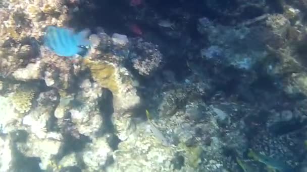 Fusillade sous-marine des poissons et récif en mer rouge  