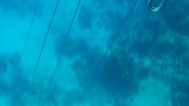 Disparo Submarino Los Peces Arrecifes Mar Rojo — Vídeo de stock